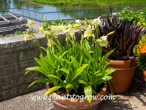 Sulfur Lily (Hymenocallis)